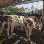 Caring Farmer Hoeve Ackerdijk @Gabriela Hengeveld_6