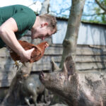 vanstijns-foto-stijn-kip-varken