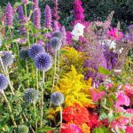 Tinteltuin-Jeanne-biologische-bloemen-750x350