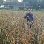 WhatsApp Image 2020-09-04 -lupine-VT