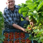aardbeiengert