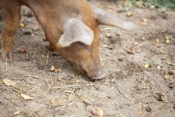Stadsvarkens_Sabine_Grootendorst14-1536x1024