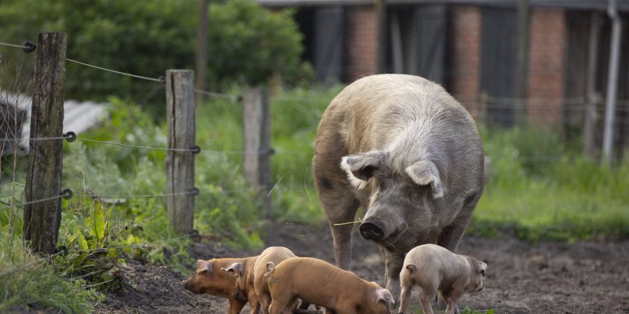 varken met biggen_Sabine Grootendorst